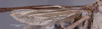 Media type: image;   Entomology 33133 Aspect: Wing hind